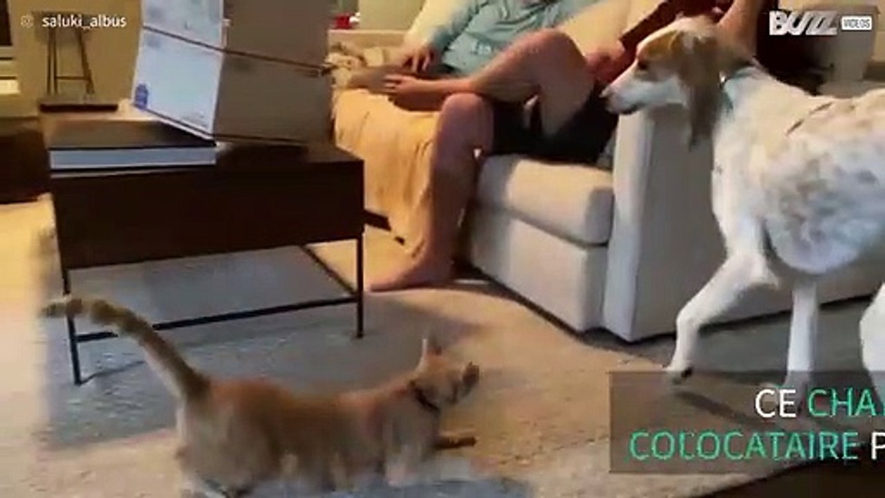Chien et chat et inséparables !