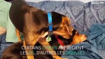 Ce toutou aime mordiller l'oreille de son copain