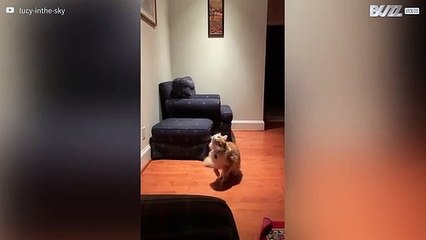 Le comportement de ce chat va vous donner la frousse