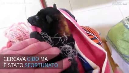 Download Video: Pipistrello in trappola salvato dalla protezione animale