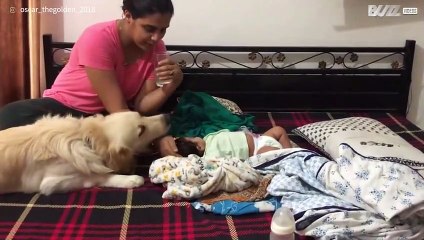 Ce chien ne parvient pas à cacher sa jalousie face au bébé de la famille!