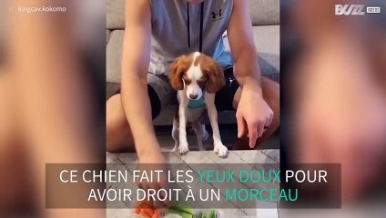 Ce chien fait les yeux doux pour avoir à manger