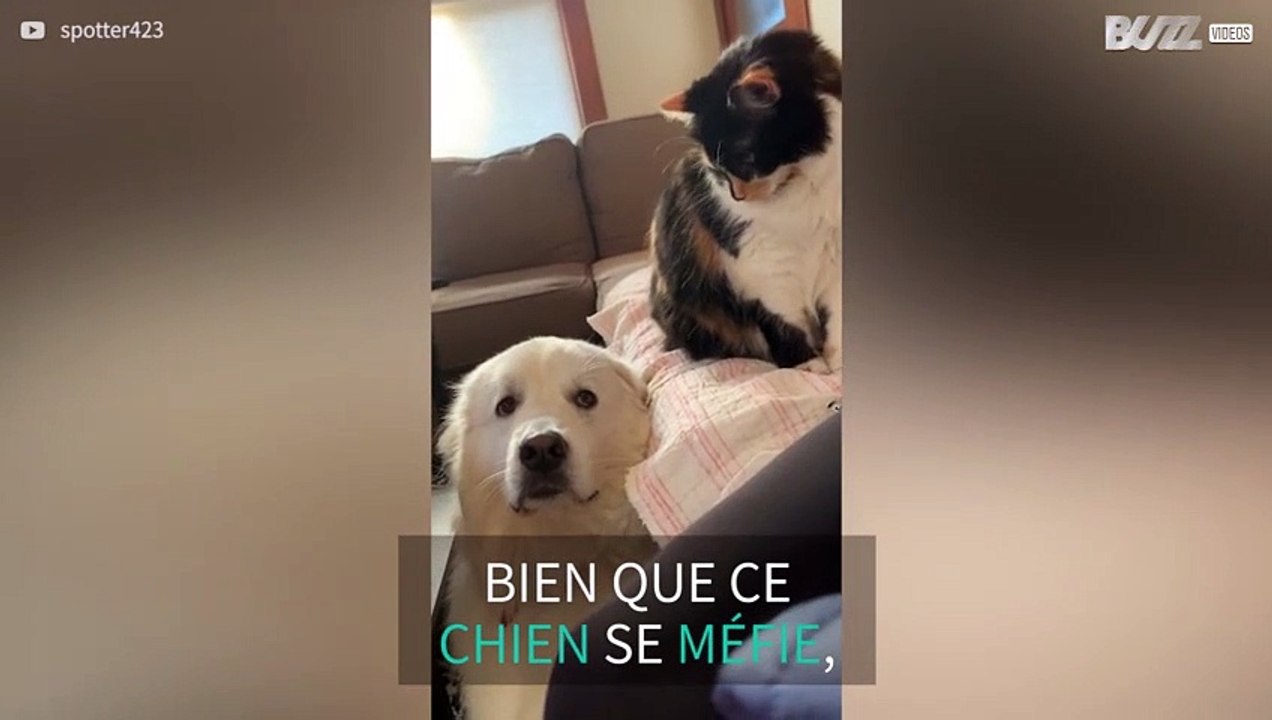 L'amour de ce chat n'est malheureusement pas réciproque