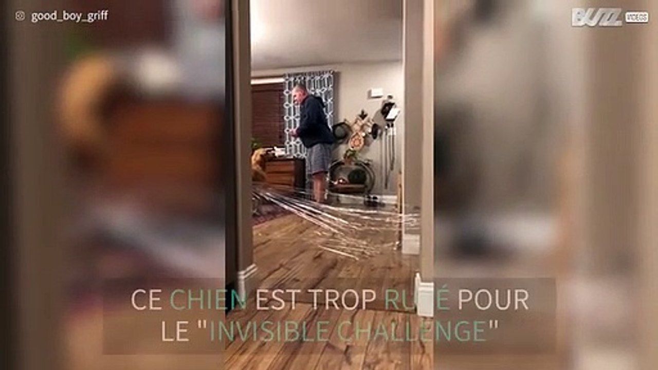 Ce golden retriever n'est pas dupe!