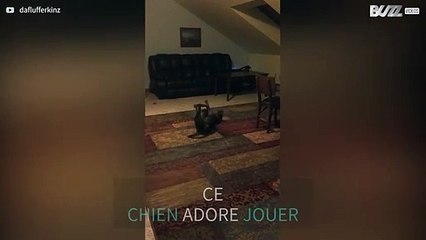 Ce chien est fou de joie à l'idée de jouer