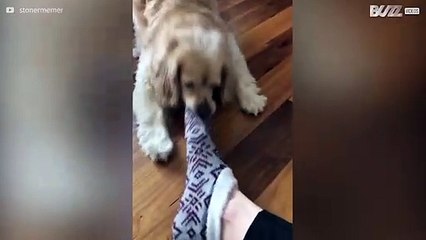 La passion de ce chien? Voler les chaussettes à même vos pieds!