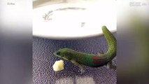 Un gecko mangeant délicatement une banane