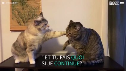 Ce chat teste la patience de son frère...