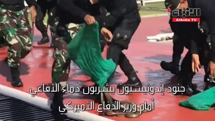 Video herunterladen: جنود إندونيسيون يشربون دماء الأفاعي أمام وزير الدفاع الأميركي