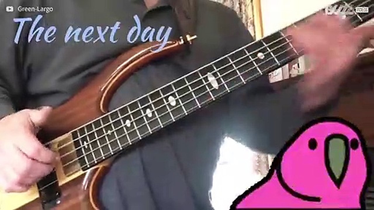 Ce ara bruyant casse les oreilles de son propriétaire