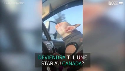 Ce bulldog français serait-il la nouvelle star du Canada?