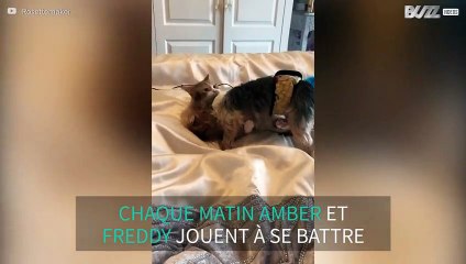 Ce chat et ce chien font semblant de se battre