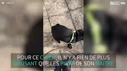 Ce carlin adore jouer avec les pieds de son maître