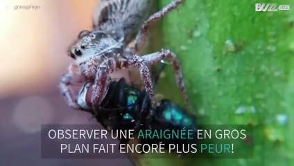 Il filme en gros plan une araignée en plein repas !