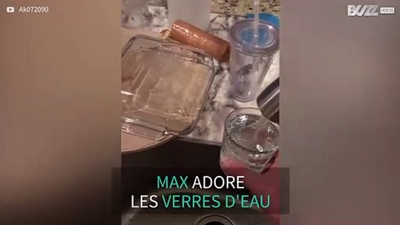 Un chat tout excité devant son verre d'eau!