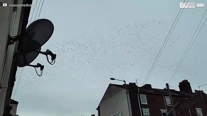 Des milliers d'étourneaux volant à l'unisson
