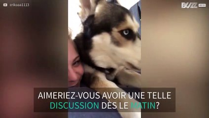 Dès le matin, ce husky a beaucoup de choses à dire