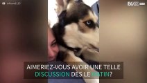 Dès le matin, ce husky a beaucoup de choses à dire