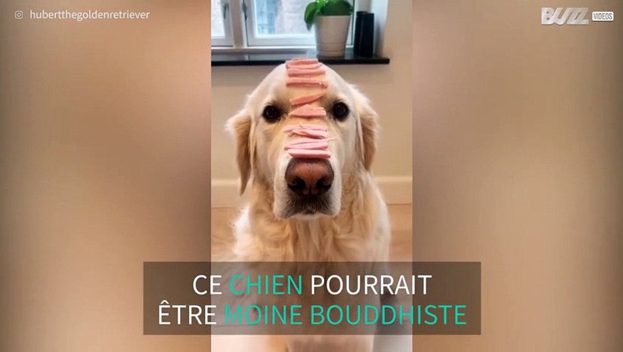 L'obéissance de ce chien va vous épater
