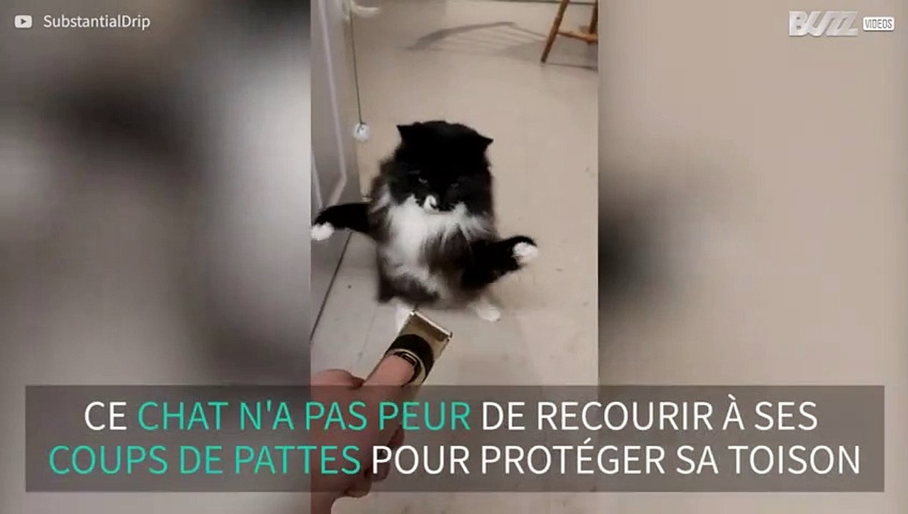 Un match de boxe entre chat et tondeuse à cheveux