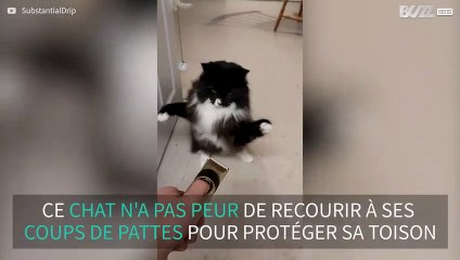 Un match de boxe entre chat et tondeuse à cheveux