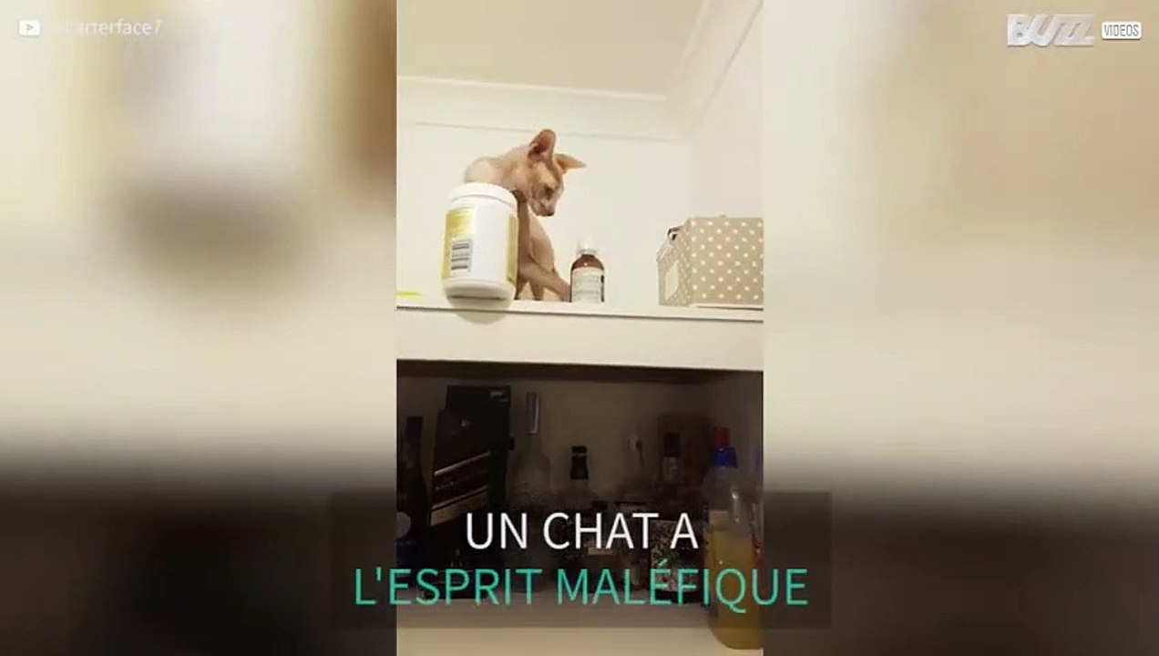 Ce chat Sphynx a un caractère bien trempé !