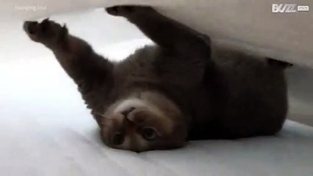 Ce chat ne peut résister aux draps propres