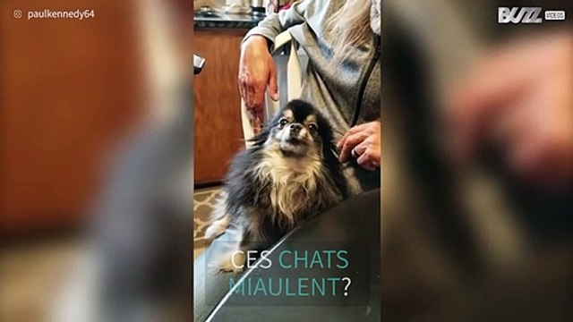 Un chien inspiré par des miaulements de chats