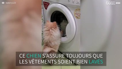 Un petit chien fasciné par la machine à laver