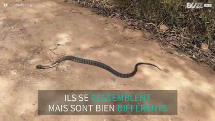 Ces serpents venimeux ont des comportements contraires
