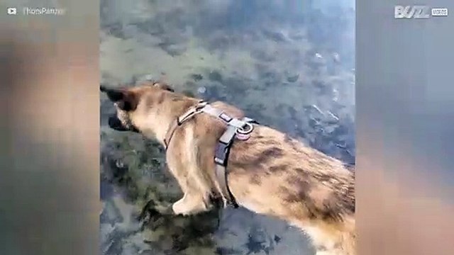Ce chien tente de manger un lac gelé!