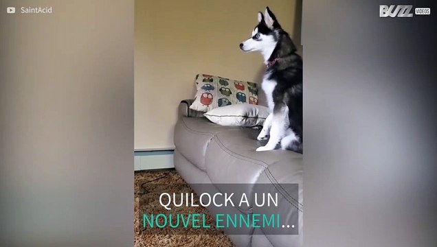 Ce husky remarque son reflet pour la première fois