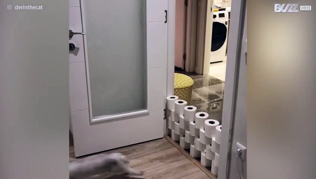 Ce chat fait du saut d'obstacle, version papier toilette !