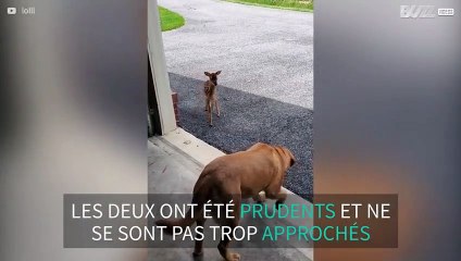 Un chien rencontre un faon pour la première fois