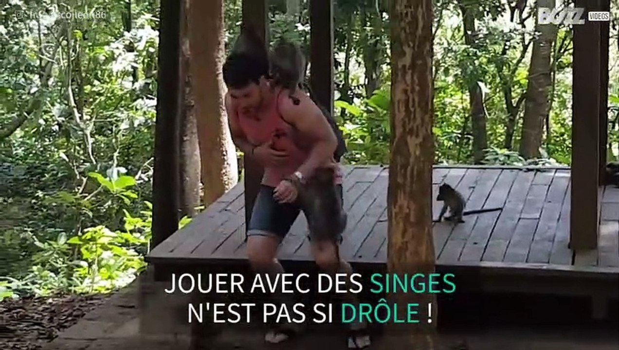 Ces singes gâchent la visite d'un touriste