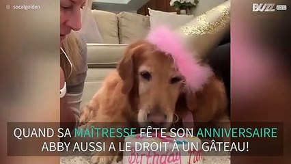 Ce chien se voit offrir un gâteau d'anniversaire