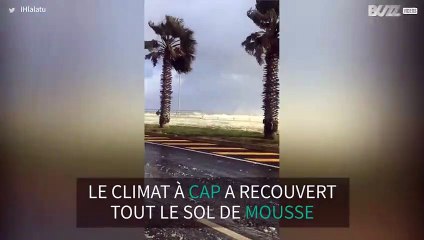 Une tempête recouvre de mousse la ville de Cap