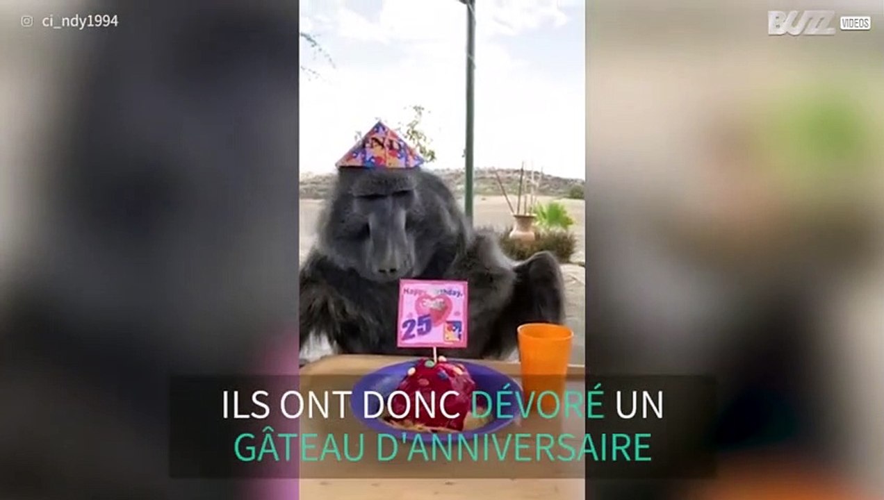 Ce babouin fête ses 25 ans avec un gâteau d'anniversaire