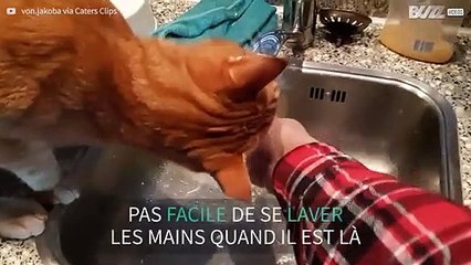 Quand son maître se lave les mains, son chat boit au robinet