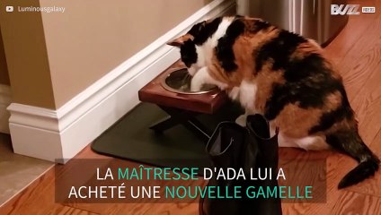 Cette chatte "patauge" dans sa gamelle d'eau