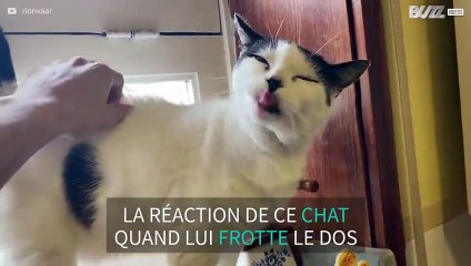 La réaction de ce chat quand le caresse est hilarante