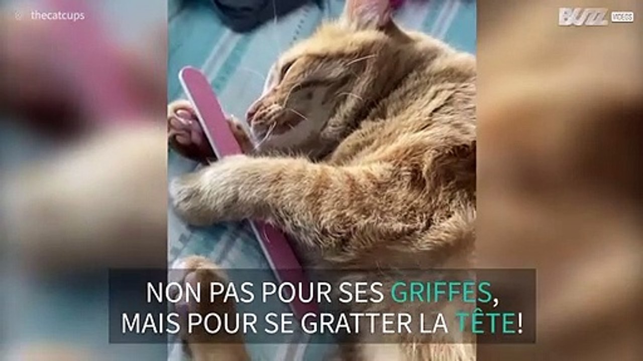 Ce chat tombe amoureux... d'une lime à ongles !