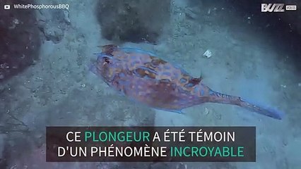 Ce poisson vache change de couleur de façon incroyable