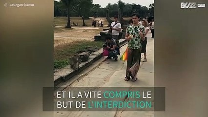 Ce singe menace l'homme qui le nourrit