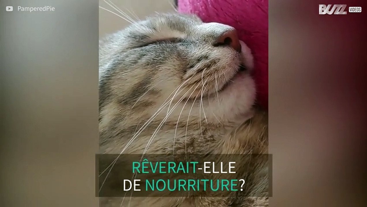 Endormie, cette chatte se lèche les babines