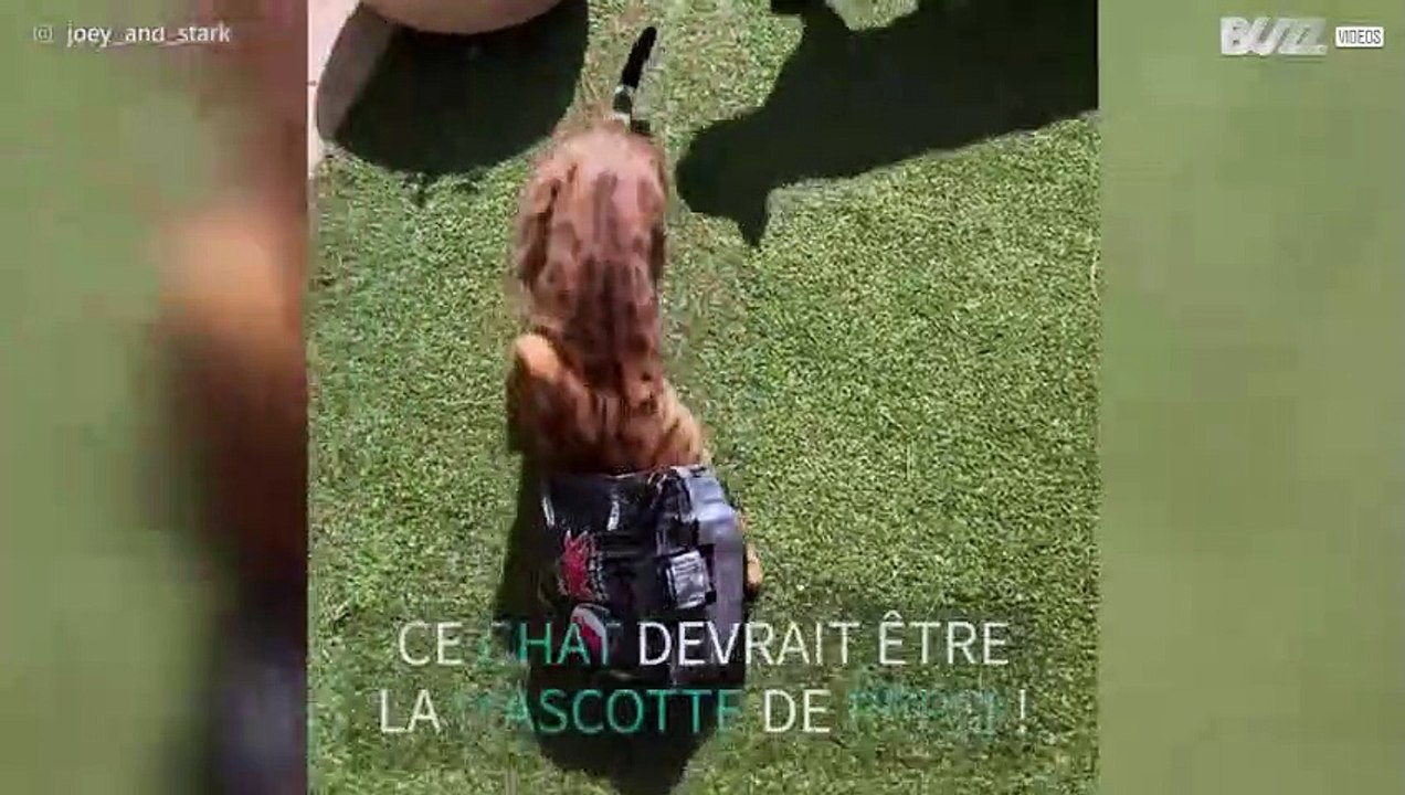 Un chat du Bengale accro au Pepsi Max ?