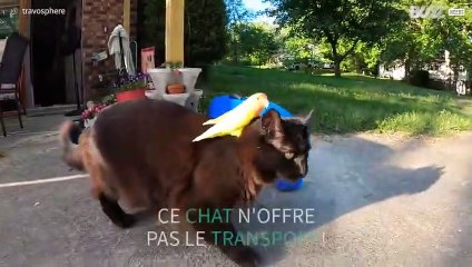 Un oiseau fait du rodéo sur le dos d'un chat