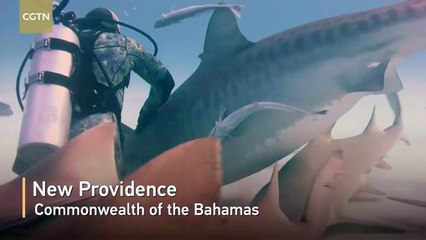 Man feeds massive pregnant tiger shark by hand