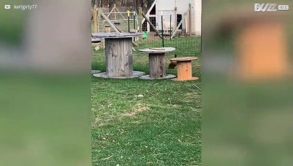 Des canards complètement terrorisés par un oison