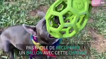 Même fatiguée, cette chienne ne lâchera pas sa balle !